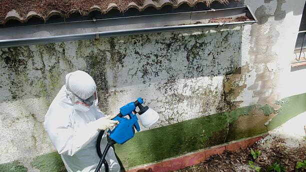 Trusted Attic Mold Removal service in Topping, VA - Cheap Mold Removal
